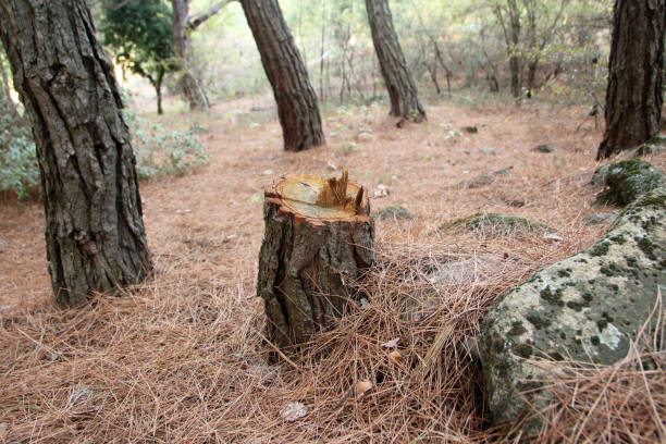  Homeland, CA Tree Care Pros