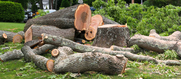 Best Tree and Shrub Care  in Homeland, CA