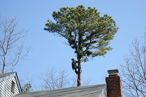 Best Tree Mulching  in Homeland, CA