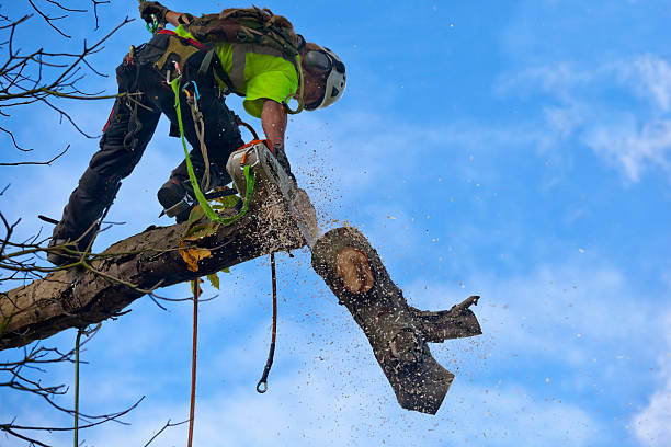 Best Palm Tree Trimming  in Homeland, CA
