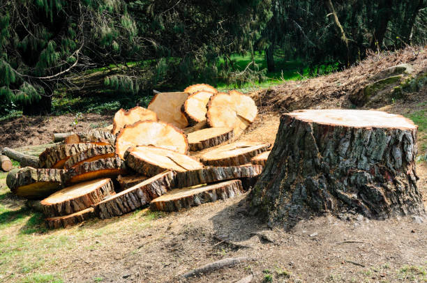Best Tree Maintenance Programs  in Homeland, CA